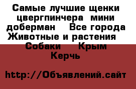 Самые лучшие щенки цвергпинчера (мини доберман) - Все города Животные и растения » Собаки   . Крым,Керчь